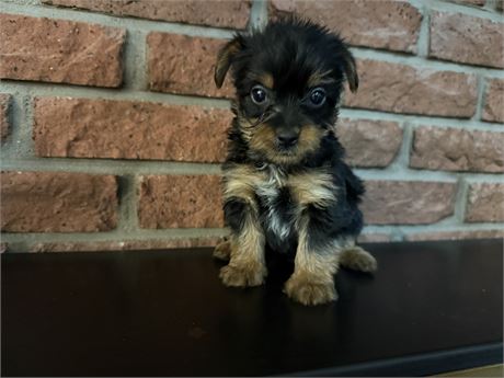 USDA Clean Male Silky Terrier