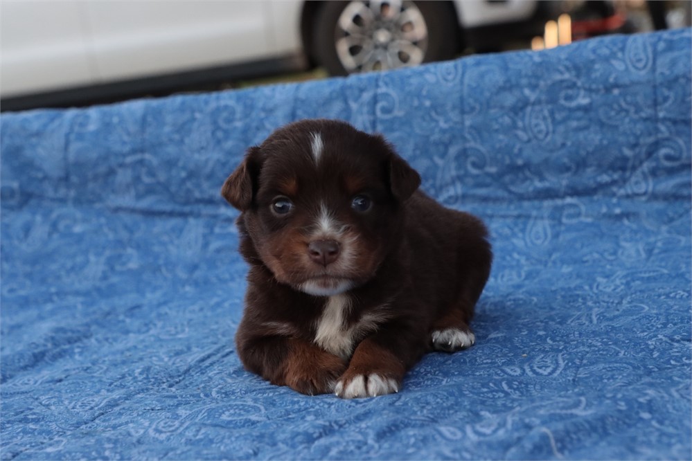 USDA CLEAN* MINI Aussie