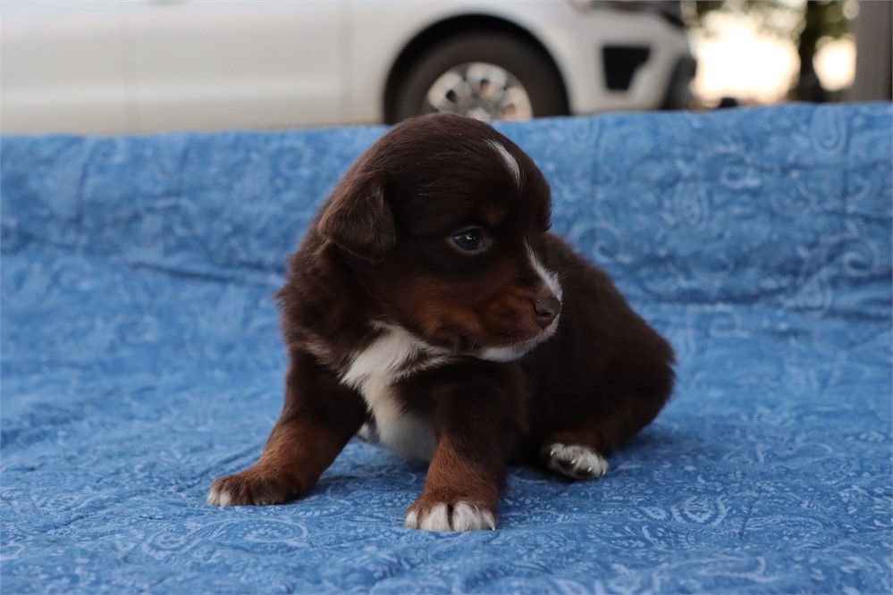 USDA CLEAN* MINI Aussie