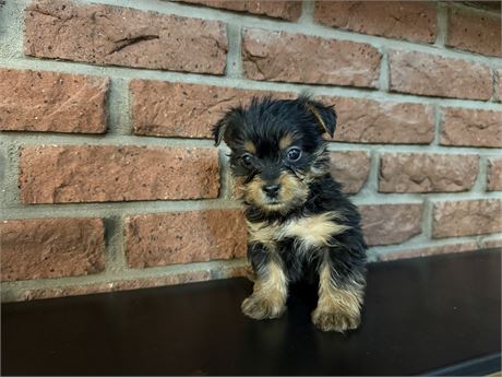 USDA Clean Male Silky Terrier