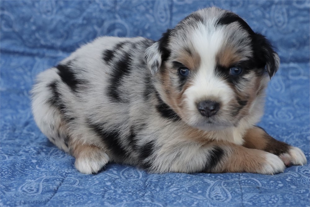 USDA CLEAN* MINI Aussie