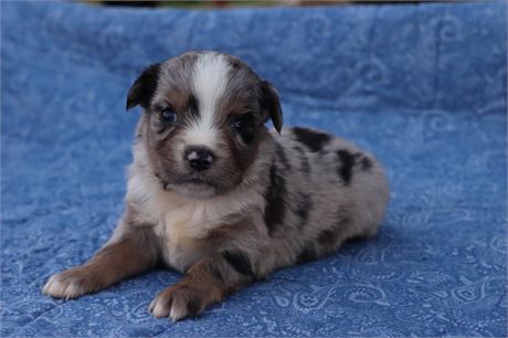 USDA CLEAN* MINI Aussie