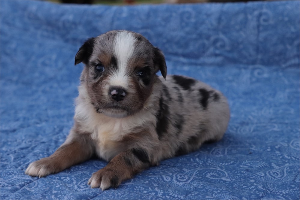 USDA CLEAN* MINI Aussie