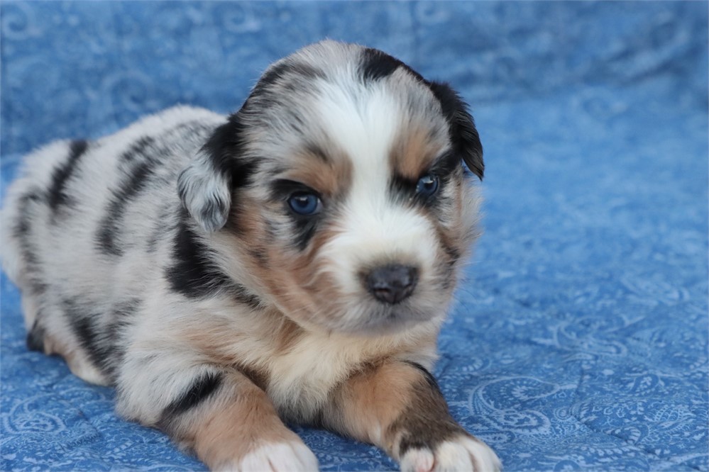 USDA CLEAN* MINI Aussie