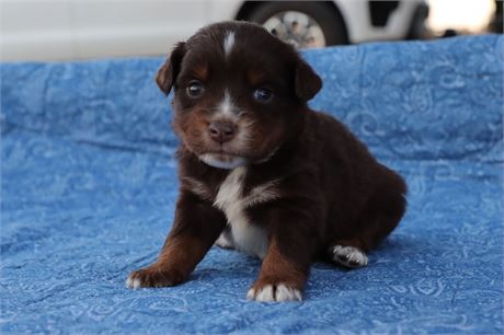 USDA CLEAN* MINI Aussie