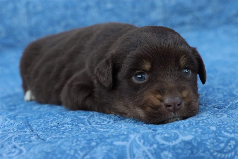 USDA CLEAN* MINI Aussie