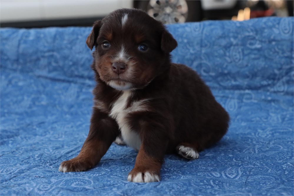 USDA CLEAN* MINI Aussie