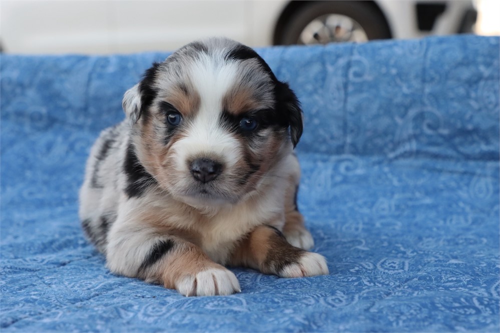 USDA CLEAN* MINI Aussie