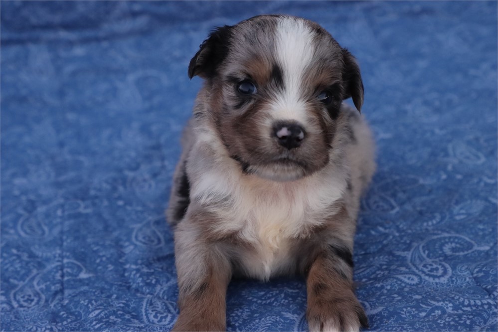 USDA CLEAN* MINI Aussie