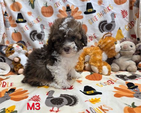 NALA'S PRECIOUS BABYS   M-3  2.0 LBS