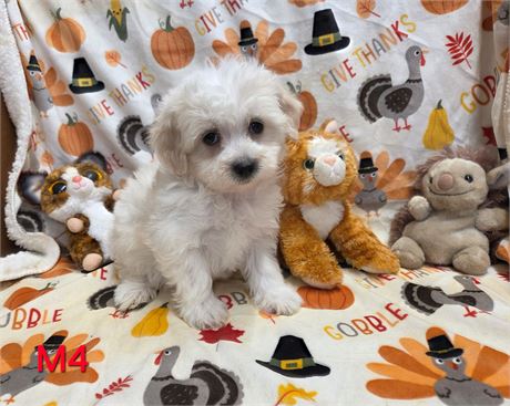 NALA'S PRECIOUS BABYS   M-4  2.8 LBS