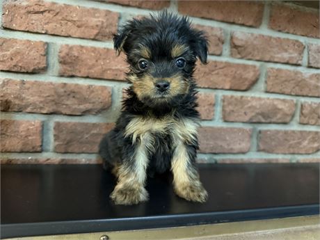 USDA Clean Male Silky Terrier
