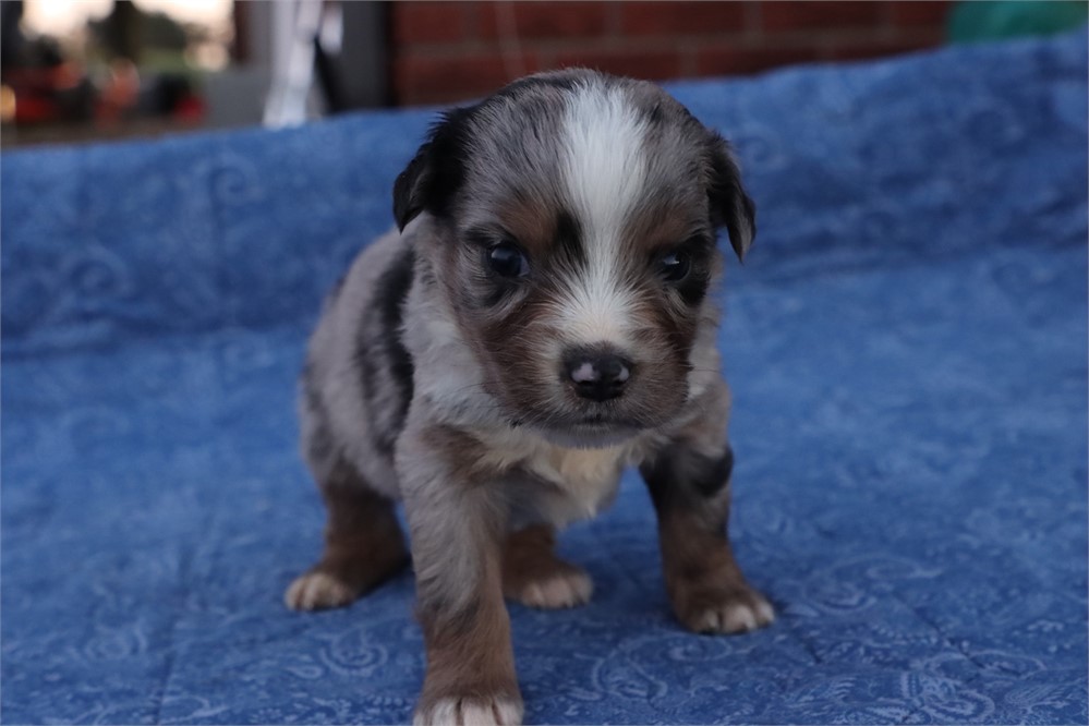 USDA CLEAN* MINI Aussie