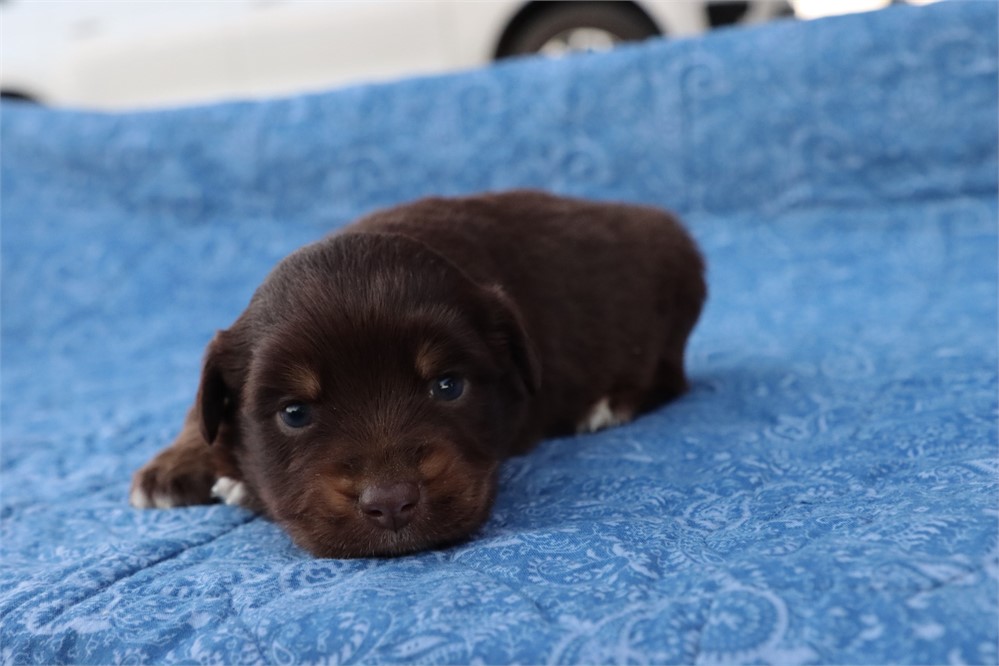 USDA CLEAN* MINI Aussie