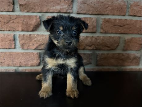 USDA Clean Female Silky Terrier