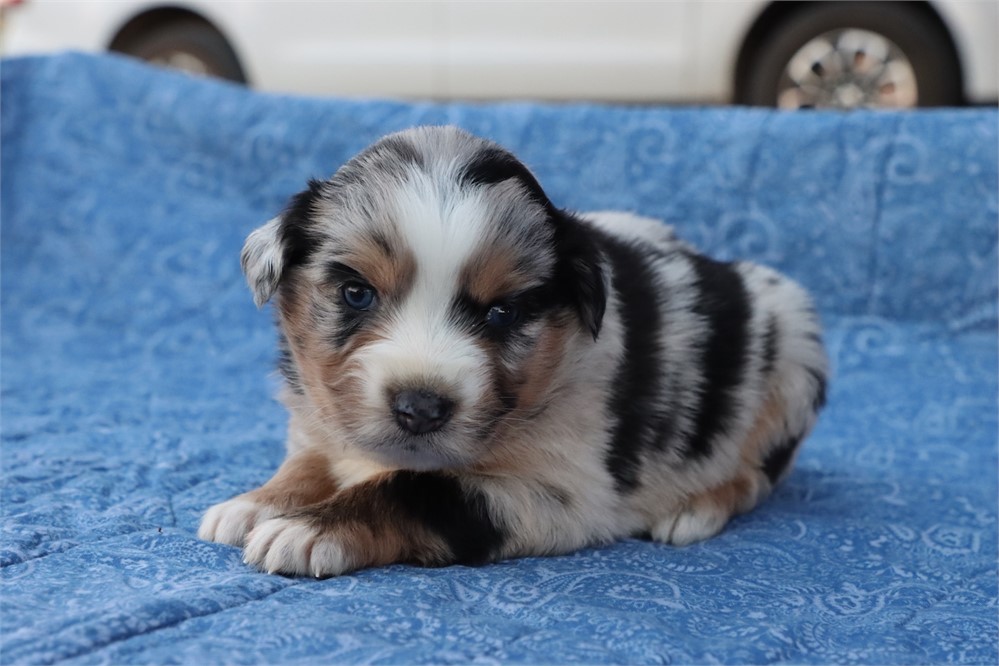 USDA CLEAN* MINI Aussie