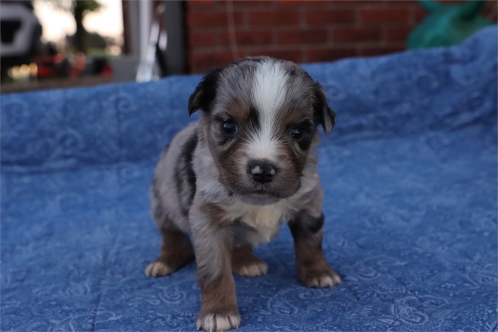 USDA CLEAN* MINI Aussie