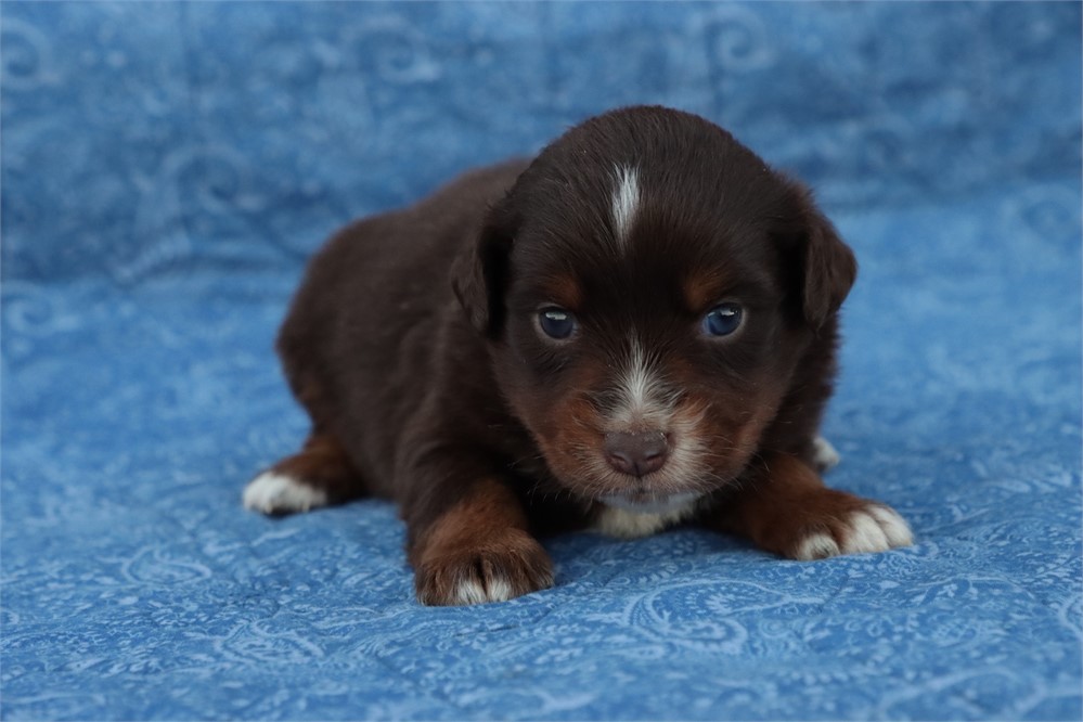 USDA CLEAN* MINI Aussie