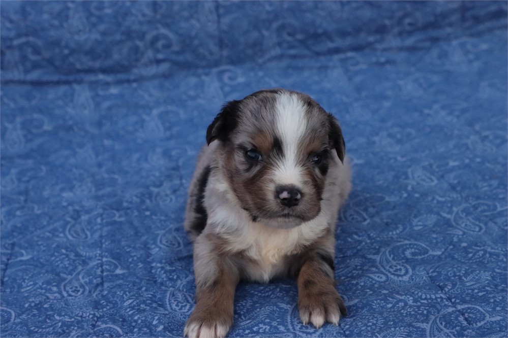 USDA CLEAN* MINI Aussie