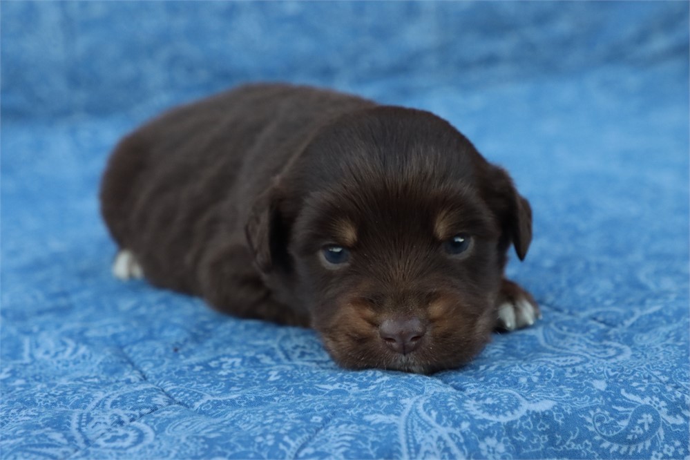 USDA CLEAN* MINI Aussie