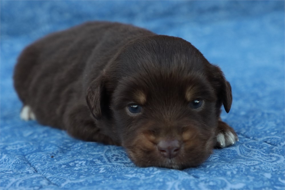 USDA CLEAN* MINI Aussie
