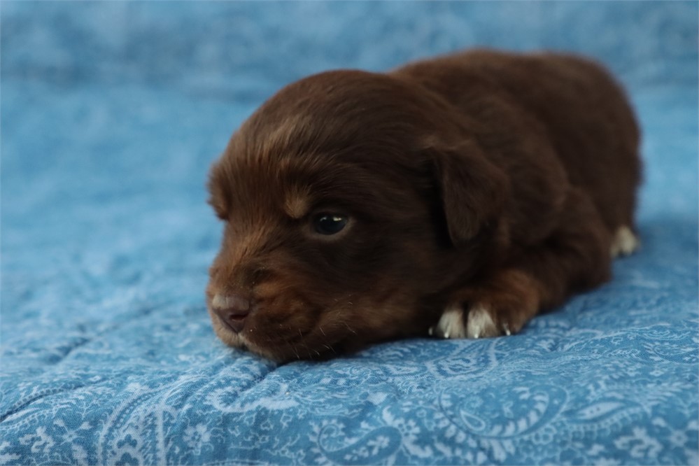 USDA CLEAN* MINI Aussie