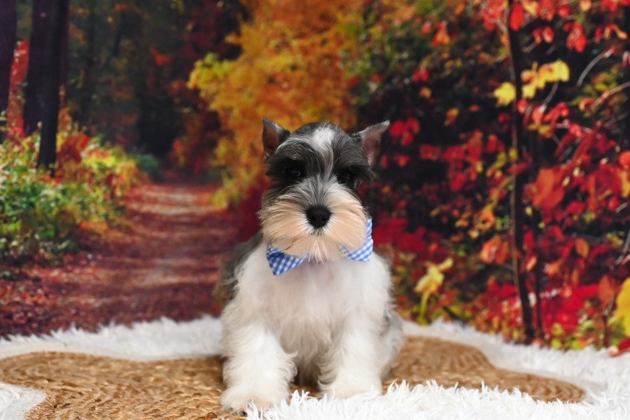 AKC Salt & Pepper Parti | Max