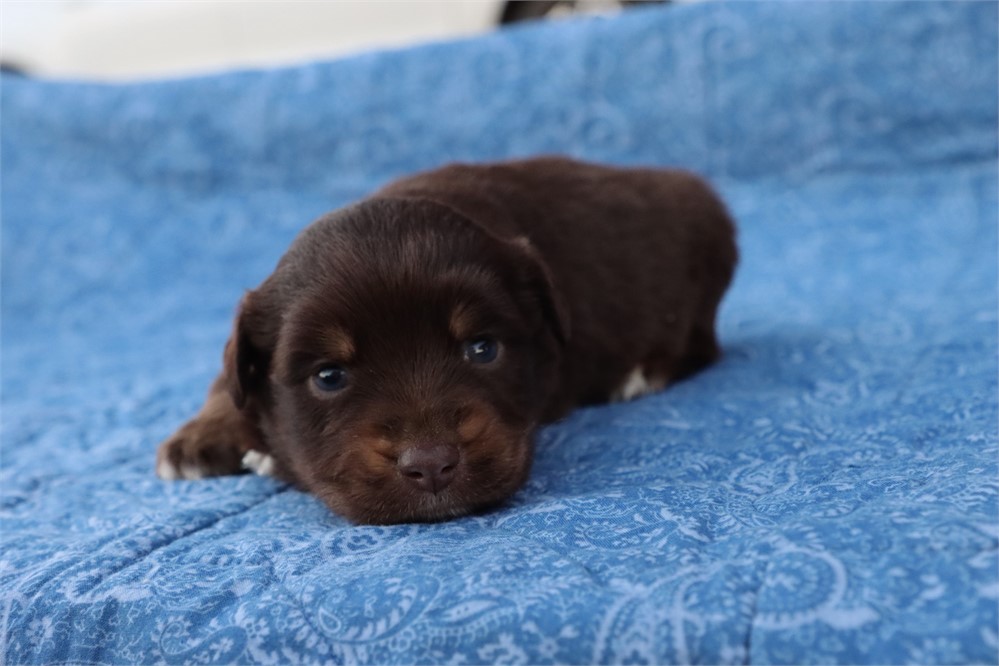 USDA CLEAN* MINI Aussie
