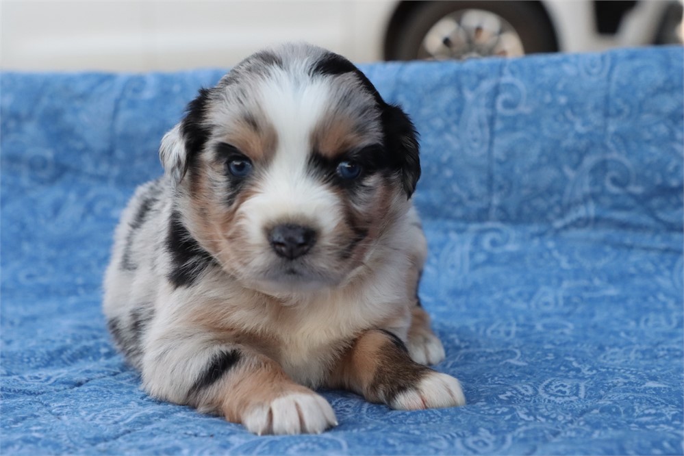USDA CLEAN* MINI Aussie