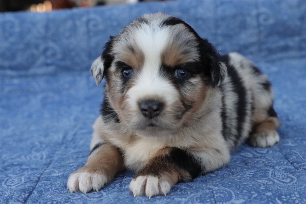 USDA CLEAN* MINI Aussie