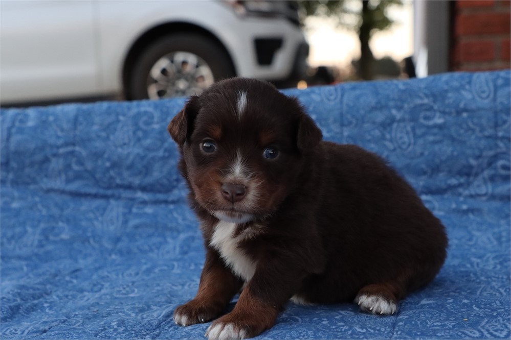 USDA CLEAN* MINI Aussie