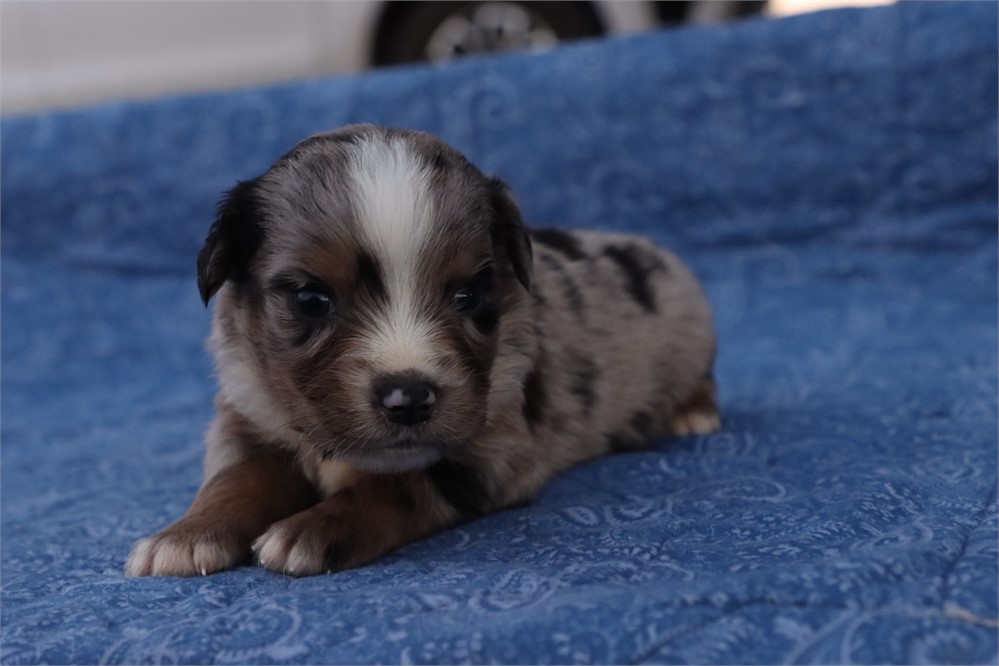 USDA CLEAN* MINI Aussie
