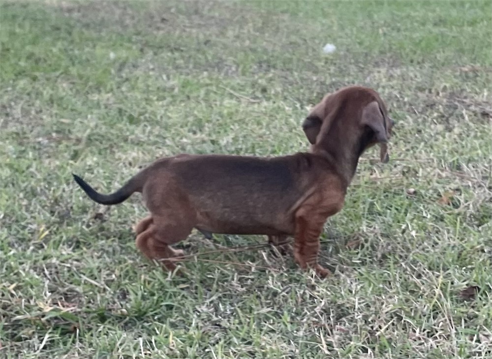 Mini Dachshund ACA  M