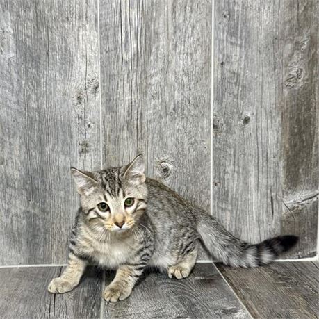 25286-01 Bengal/Domestic Mix