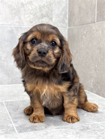 Cavapoo 25481-02
