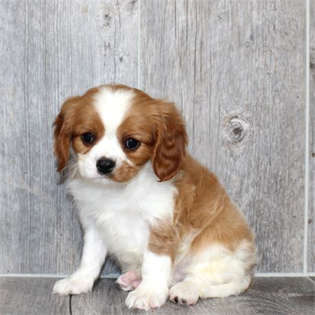 25288-01 Cavalier King Charles Spaniel