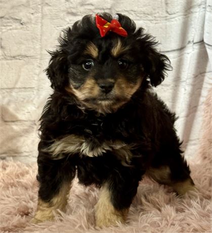 Toy Aussiedoodle Female