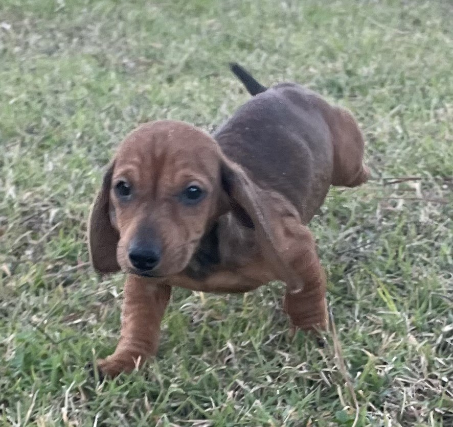 Mini Dachshund ACA  M