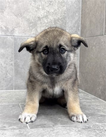 Norwegian Elkhound 25484-03