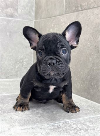 Frenchie 25485-03