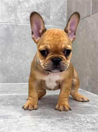Frenchie 25487-05