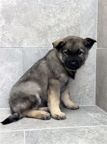 Norwegian Elkhound 25484-01