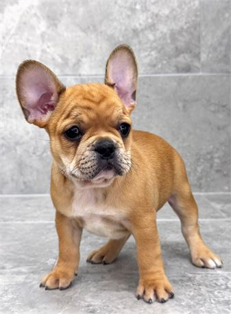 Frenchie 25487-04
