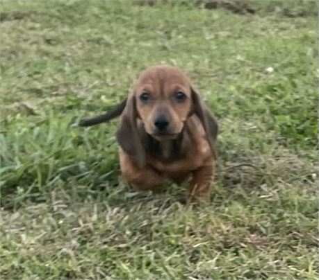 Mini Dachshund ACA  M