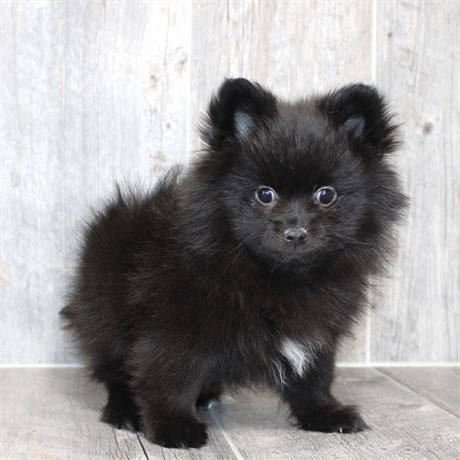 25276-02 Pomeranian
