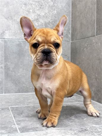 Frenchie 25487-03