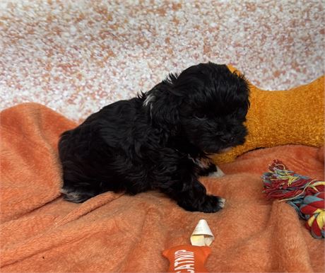 Cute Little Shihpoo Female