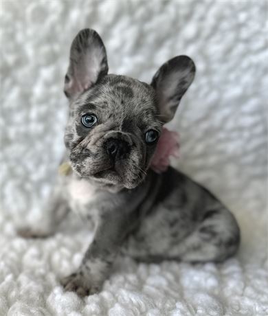 AKC FRENCH BULLDOG Female 2.