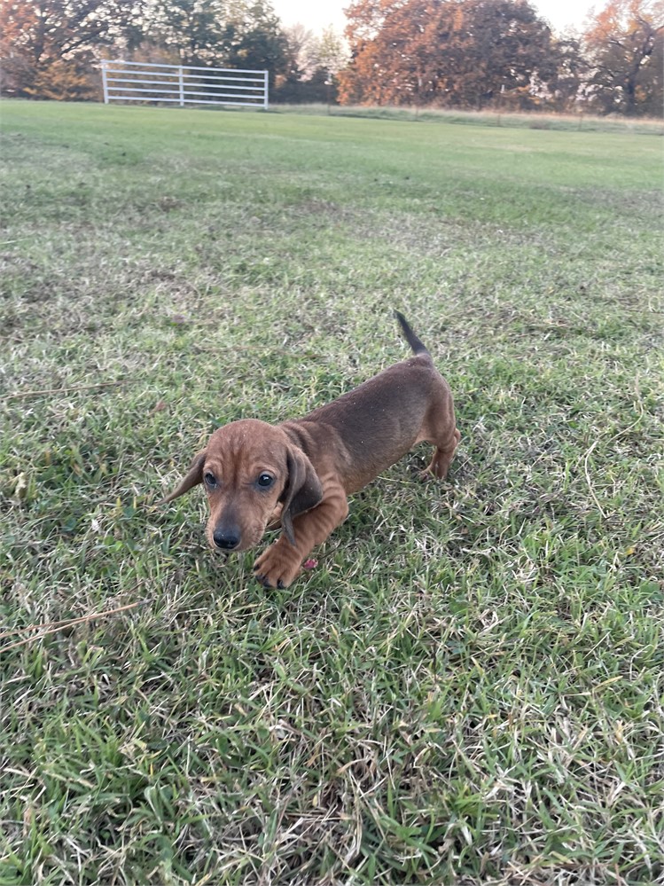 Mini Dachshund ACA  M