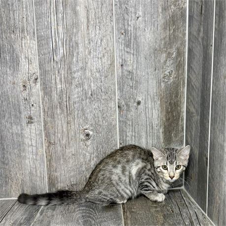 25286-02 Bengal/Domestic Mix